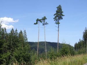 Radfahren im Schwarzwald