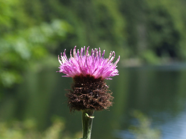 Wandern im Schwarzwald