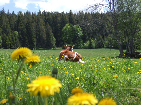 Wandern im Schwarzwald