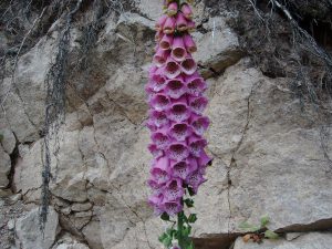 Wandern im Schwarzwald