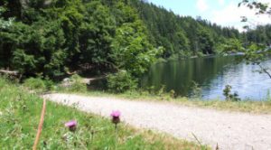 WanderWandern im Schwarzwaldn